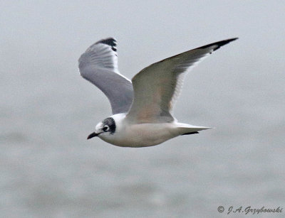 Franklin's Gull