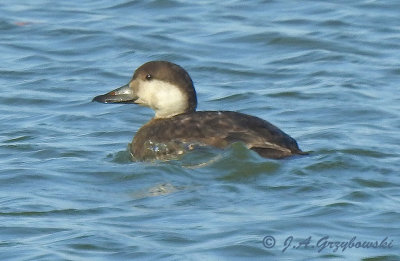 Black Scoter