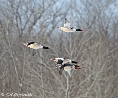 Common Merganser