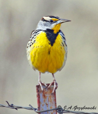 Eastern Meadowlark