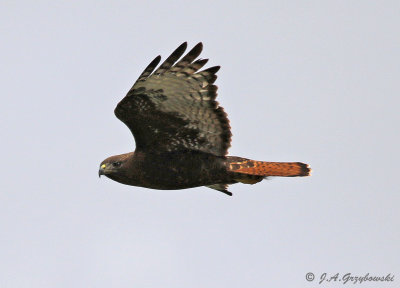 Western Red-tailed Hawk (B. j. calurus)