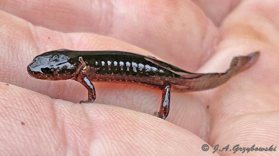 possible larval Black-bellied Salamander 