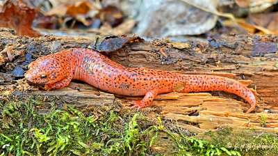 Black-chinned Red Salamander (Pseudotriton ruber schenki)