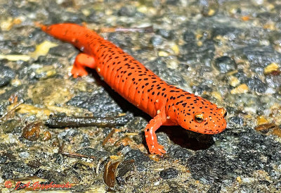 Southern Appalachian Salamanders