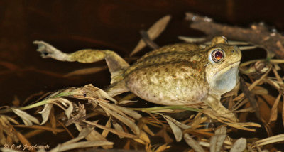 Plains Spadefoot (Spea bombifrons)