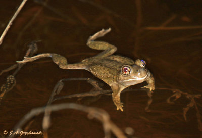 Plains Spadefoot (Spea bombifrons)