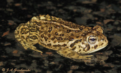 Woodhouse's (Rocky Mountain) Toad  (Anaxyrus w. woodhousii)