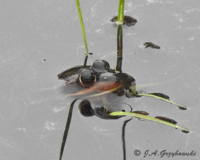 Carpenter Frog (Lithobates virgatipes)