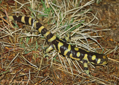 Barred Tiger Salamander (Ambystoma m. mavortium)