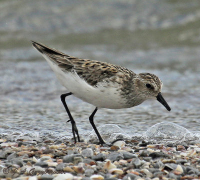 Semipalmated Sandpiper