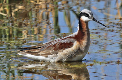 Wilson's Phalarope