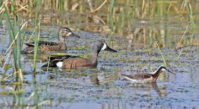 Blue-winged Teal and WIlson's Phalarope