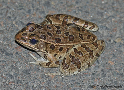 Plains Leopard Frog (Lithobates blairi)