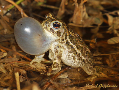 Chorusing frogs and toads