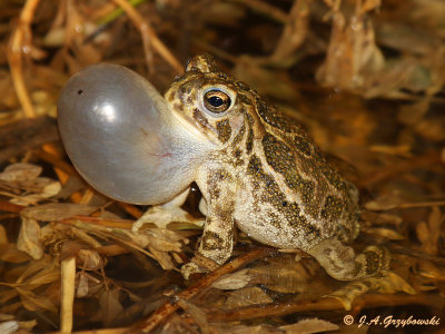 Great Plains Toad (Anaxyrus cognatus)