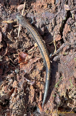 Eastern Red-backed Salamander (Plethodon cinereus)