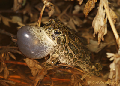 Great Plains Toad (Anaxyrus cognatus)