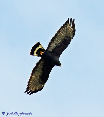 Zone-tailed Hawk