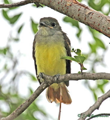 Great Crested Flycatcher fledgling