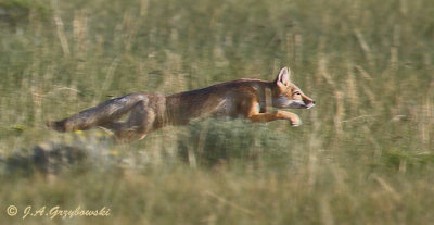 Swift Fox (Vulpes velox)