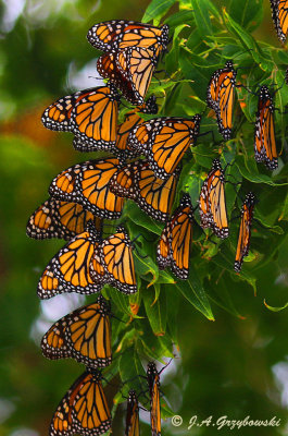 Monarchs (Danaus plexippus)