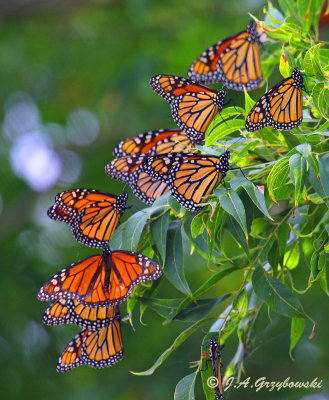 Monarchs (Danaus plexippus)