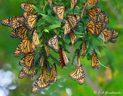 Monarchs (Danaus plexippus)