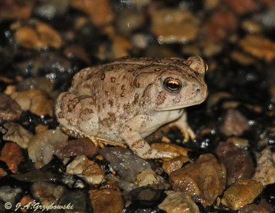 Woodhouse's (Rocky Mountain) Toad (Anaxyrus w. woodhousii)