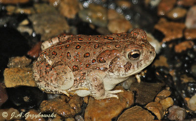 Woodhouse's (Rocky Mountain) Toad (Anaxyrus w. woodhousii)