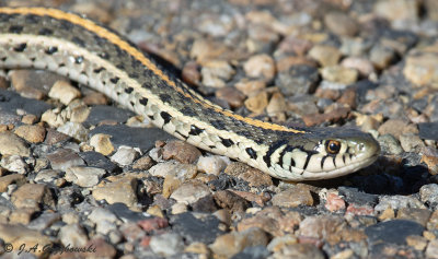 Plains Garter Snake (Thamnophis radix)