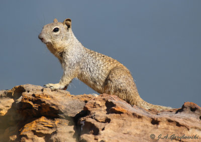 young Rock Squirrel