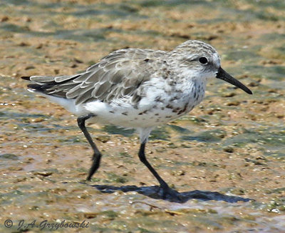 Western Sandpiper