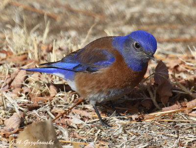 Western Bluebird--male