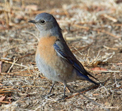 Western Bluebird--female