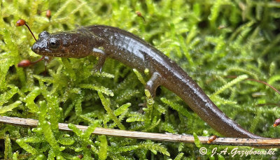 Black-bellied Salamander (Desmognathus guadramaculatus)