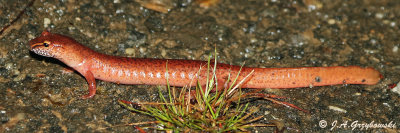 Blue Ridge Spring Salamander (Gyrinophilus porphyriticus danielsi)