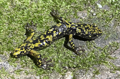 Hickory Nut Gorge Green Salamander  (Aneides caryaensis)