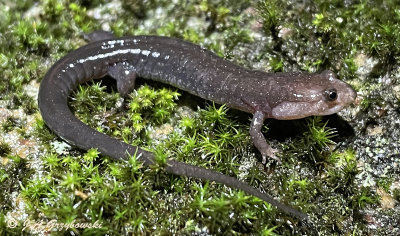 odd Salamander (Desmognahus?)