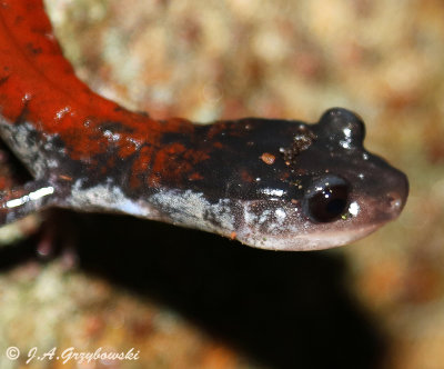 Yonahlossee.Salamander (Plethodon yonahlossee)