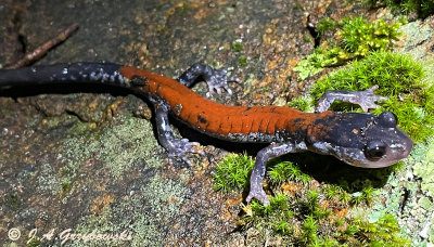 Yonahlossee. Salamander (Plethodon yonahlossee)