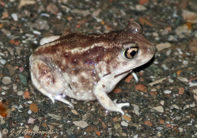 Hurters Spadefoot (Scaphiopus hurterii)