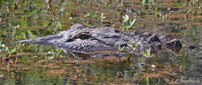 American Alligator