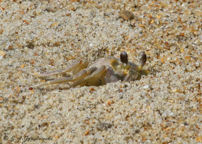 crab at burrow