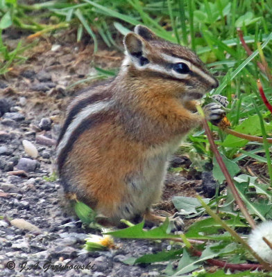 Yellow-pine Chipmunk (Tamius amoenus)