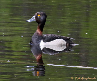Ring-necked Duck