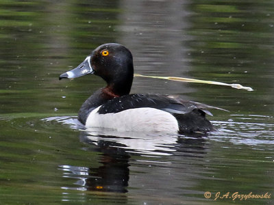Ring-necked Duck