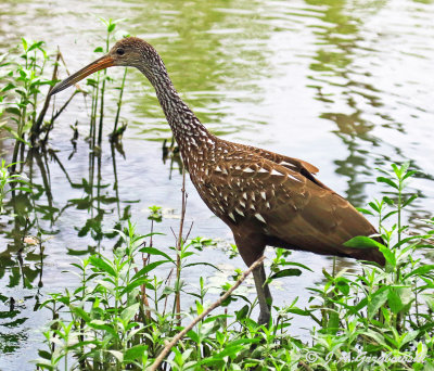 Limpkin