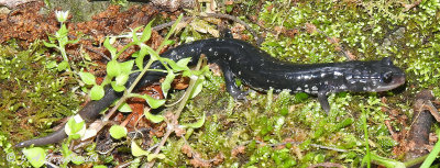 Slimy Salamander (Frosted or Sequoyah)