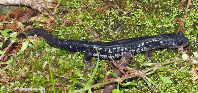 Slimy Salamander (Frosted or Sequoyah)