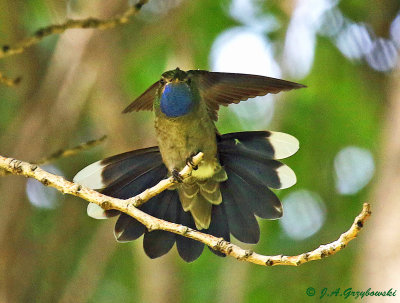 Blue-throated Mountain Gem